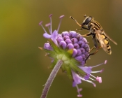 photo accueil Beewild abeille sauvage