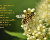 wild bees abeilles sauvages pollinisateurs